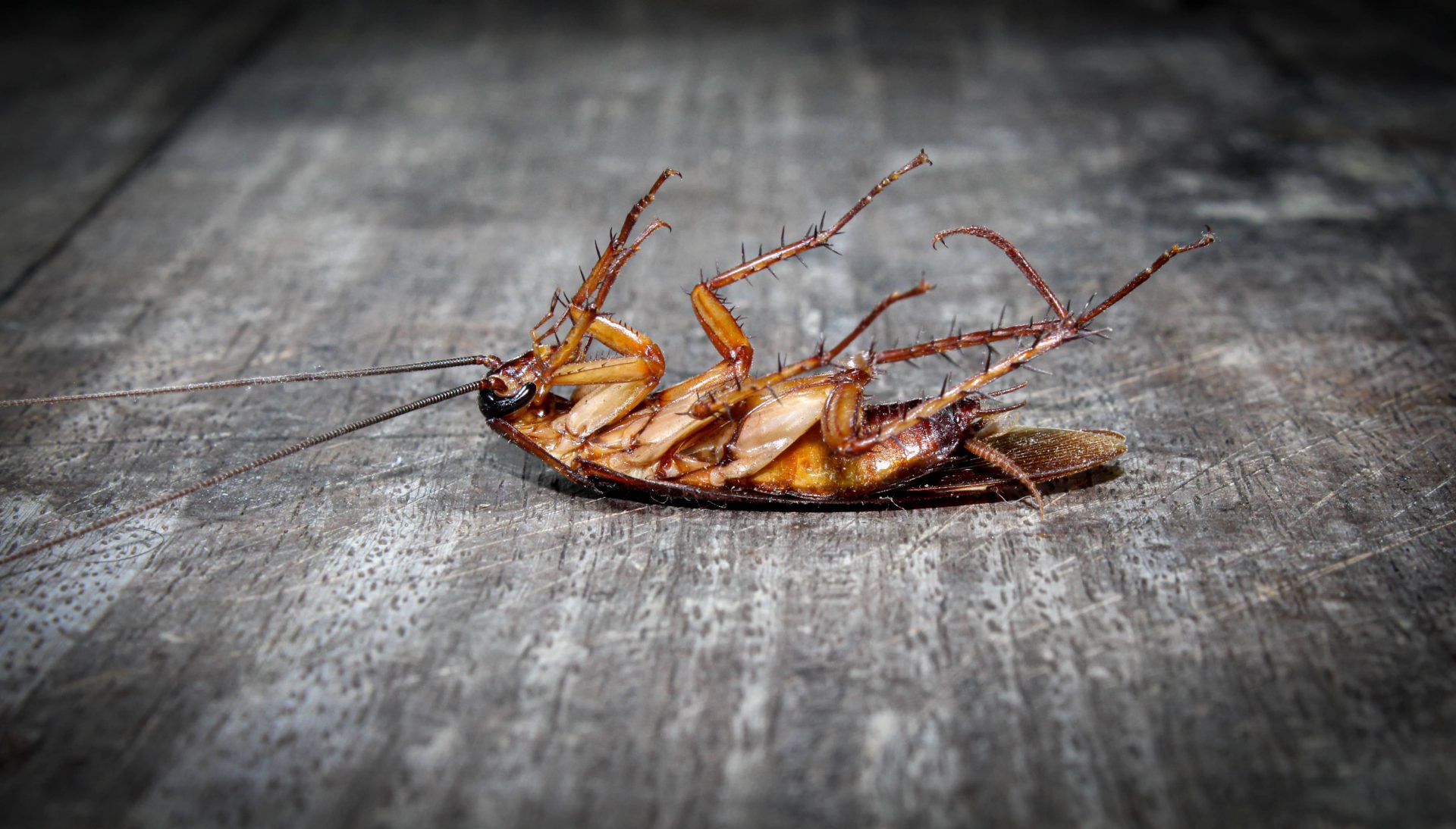 roaches-lie-dead-on-wooden-floor-9E4KWK4
