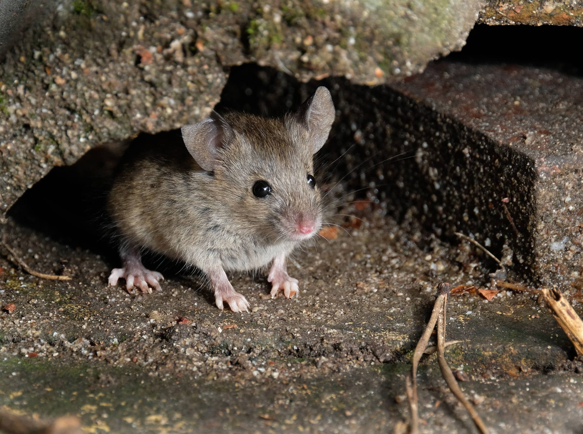 shutterstock_1035176860 (1) muis