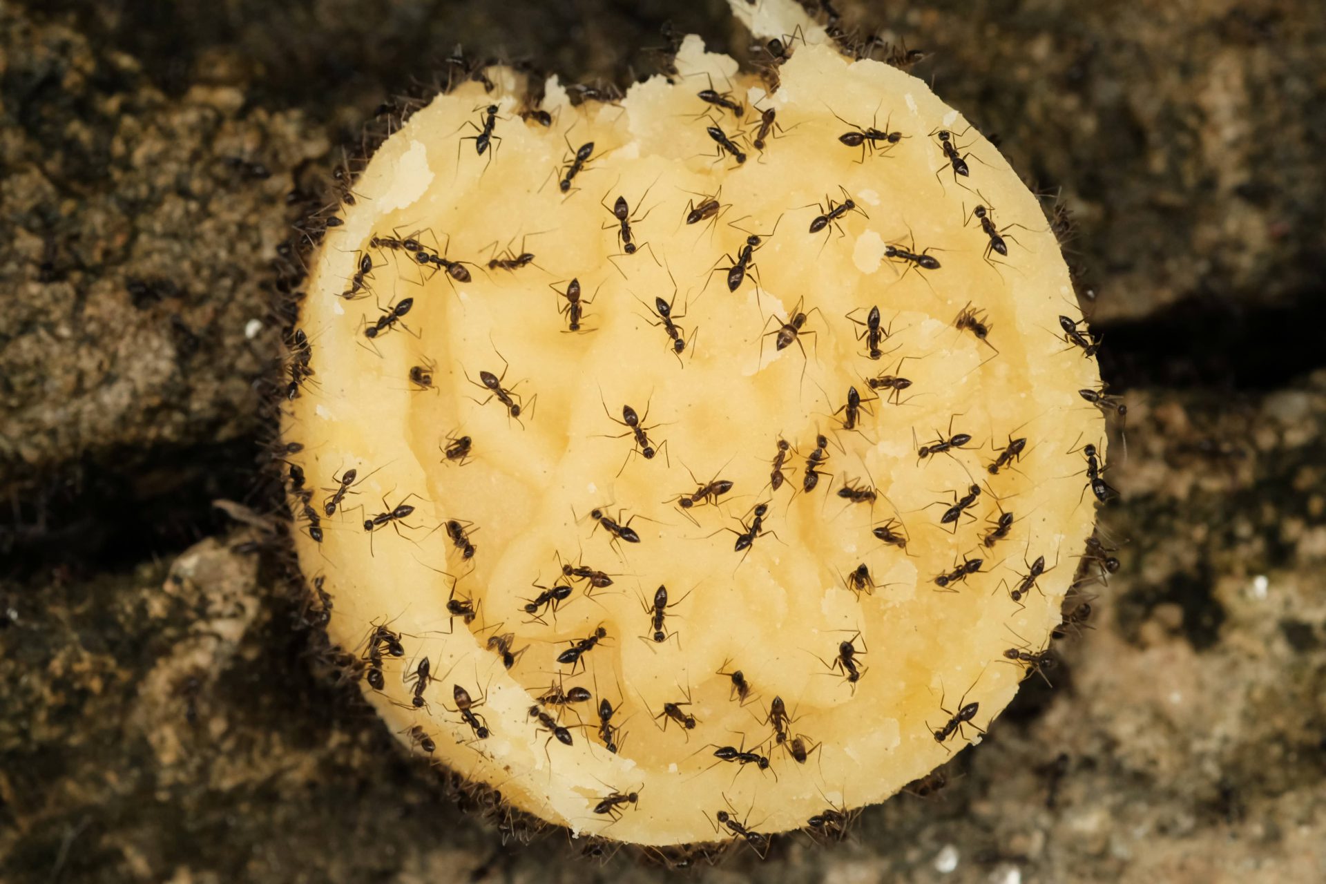 shutterstock_1135855907