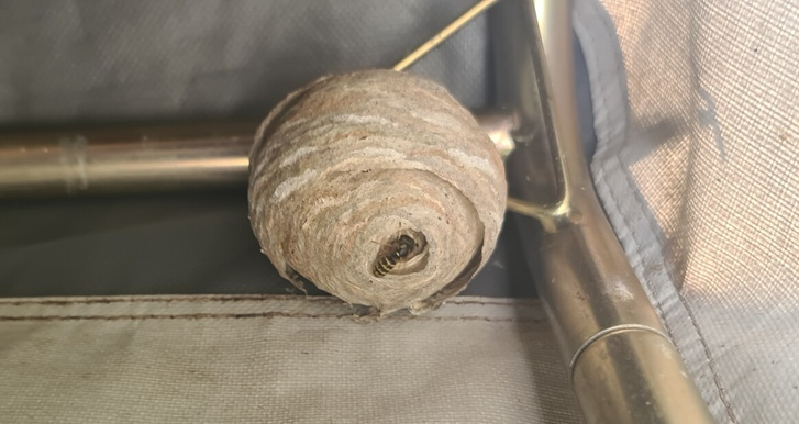 Wespennest verwijderen Lelystad