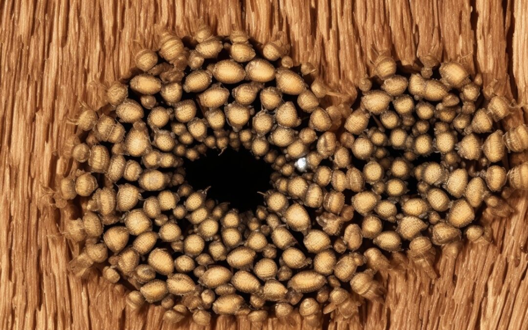Afbeelding van een boktor larve op hout, herkenning en bestrijding tips voor het effectief bestrijden van boktor insecten.